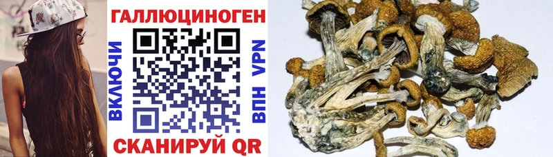 Галлюциногенные грибы Psilocybine cubensis  Шумерля 